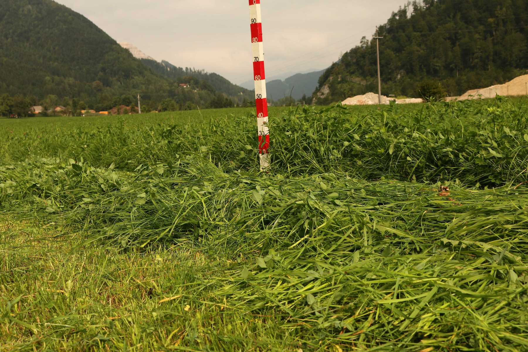 5-Schnittgrünland auf Schotteruntergrund, 4. Schnitt am 23. August 2019 (Sanierung im August 2018)