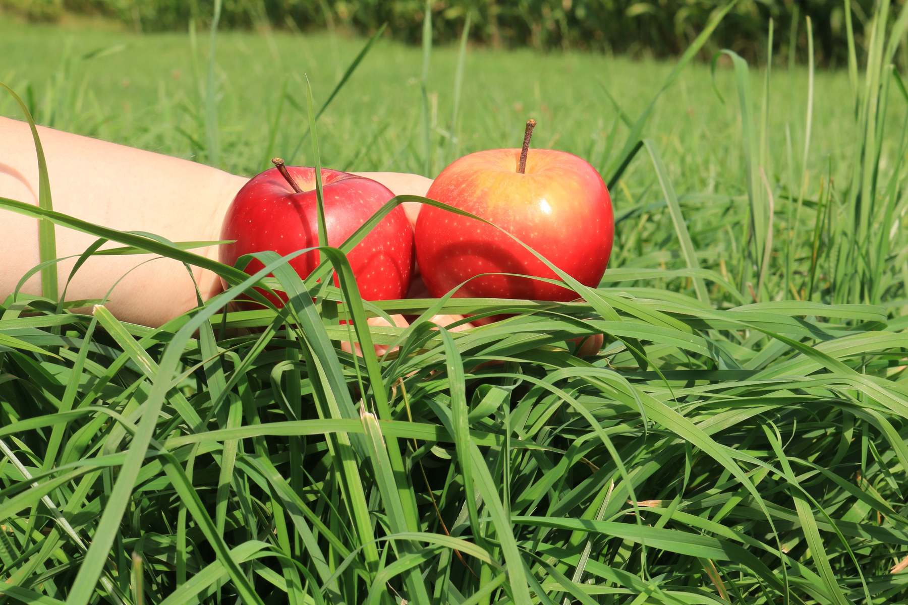 Äpfel und Wiesen schmecken dann gut, wenn sie reif sind.