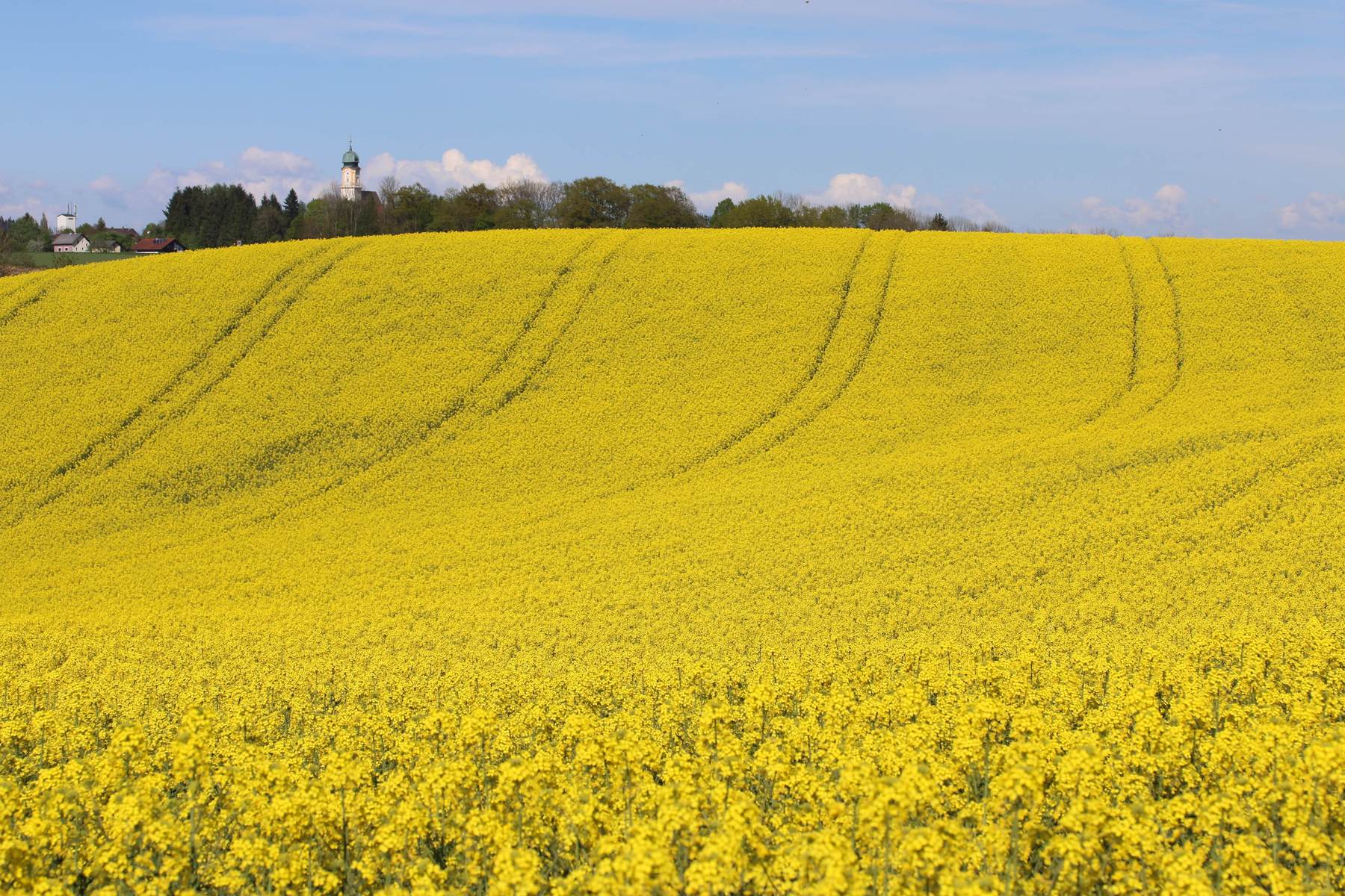 Raps - eine wertvolle Bienenpflanze Raps - eine wertvolle Bienenpflanze