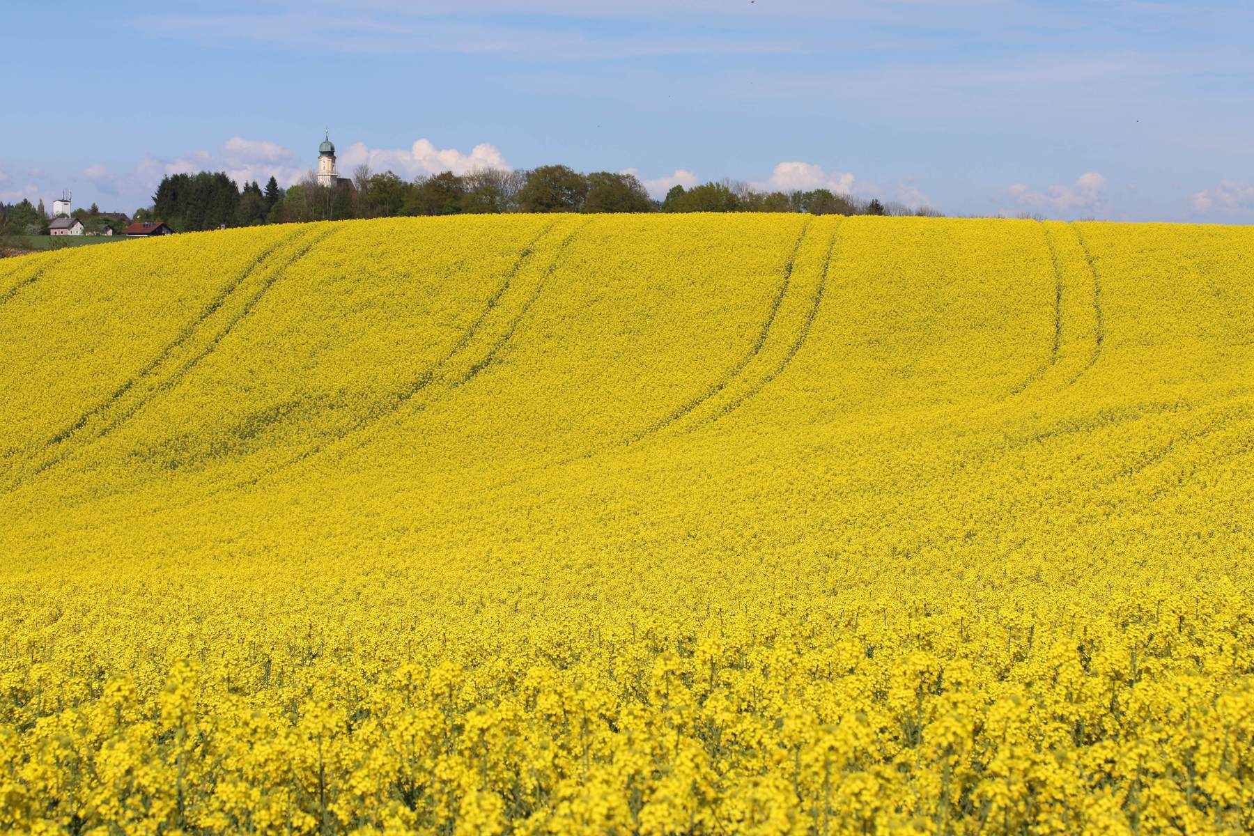 Raps - eine wertvolle Bienenpflanze