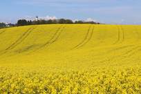 Raps - eine wertvolle Bienenpflanze Raps - eine wertvolle Bienenpflanze