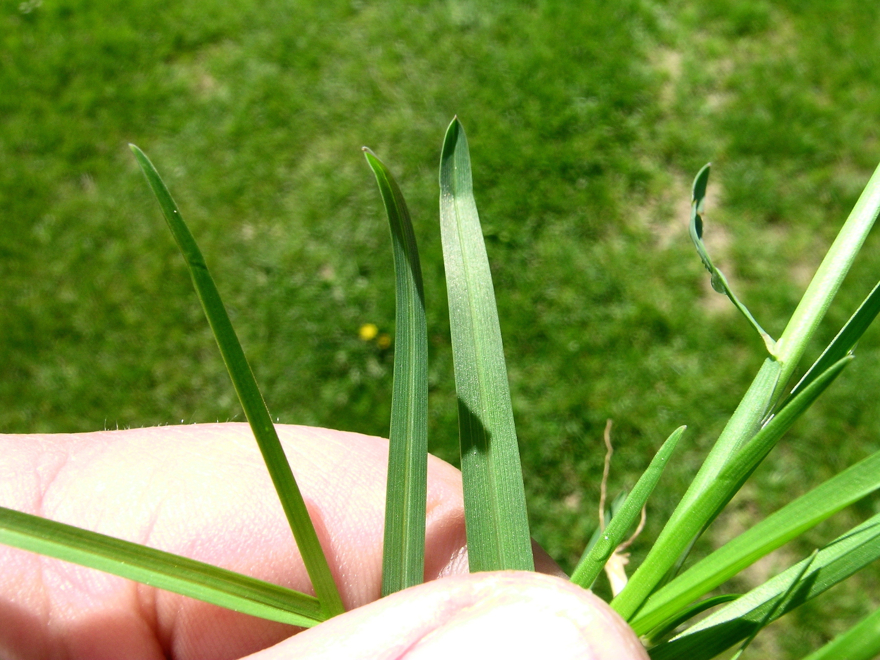 Wiesenrispe Wiesenrispe