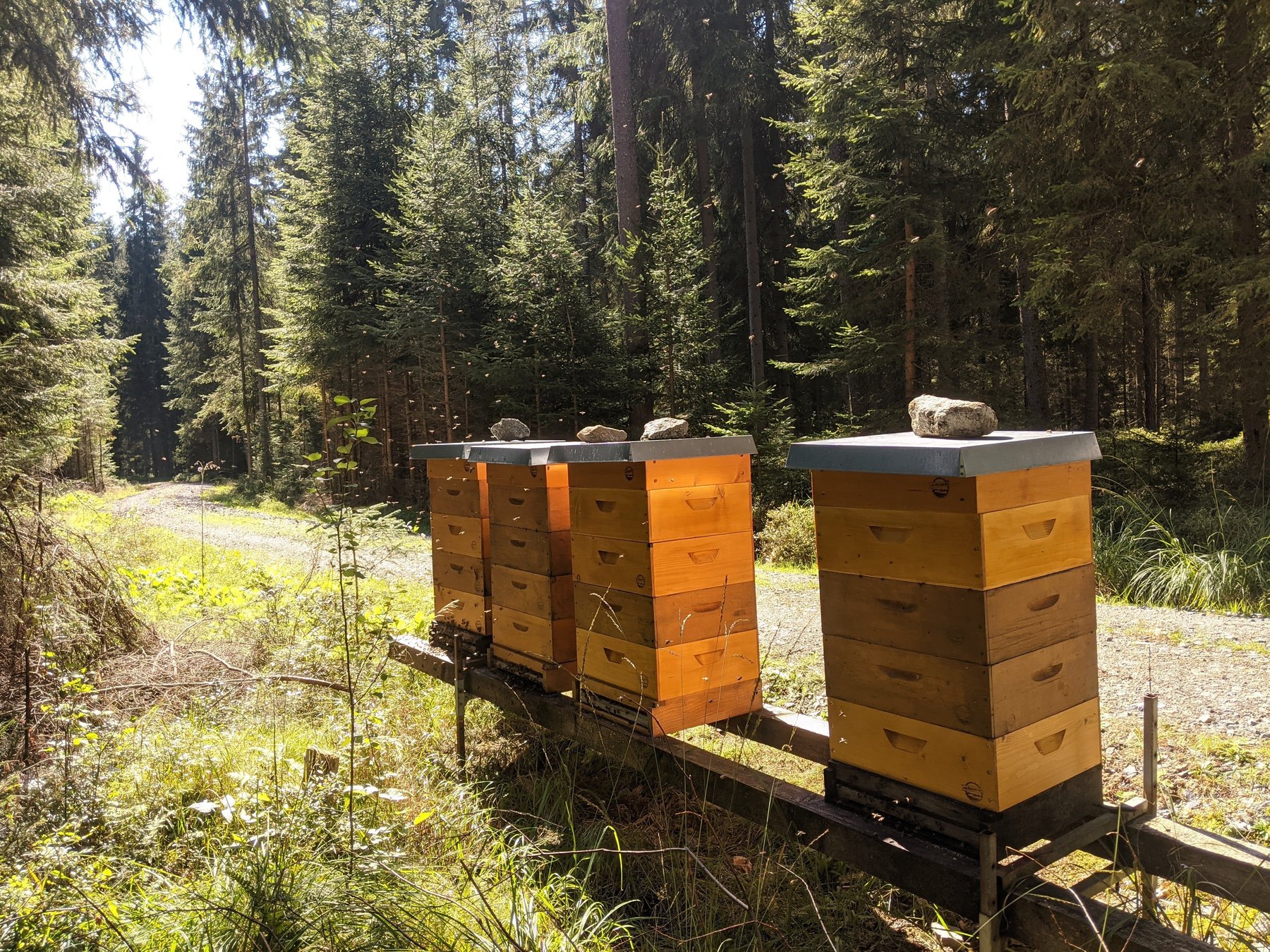 Moorbienen im September 2021