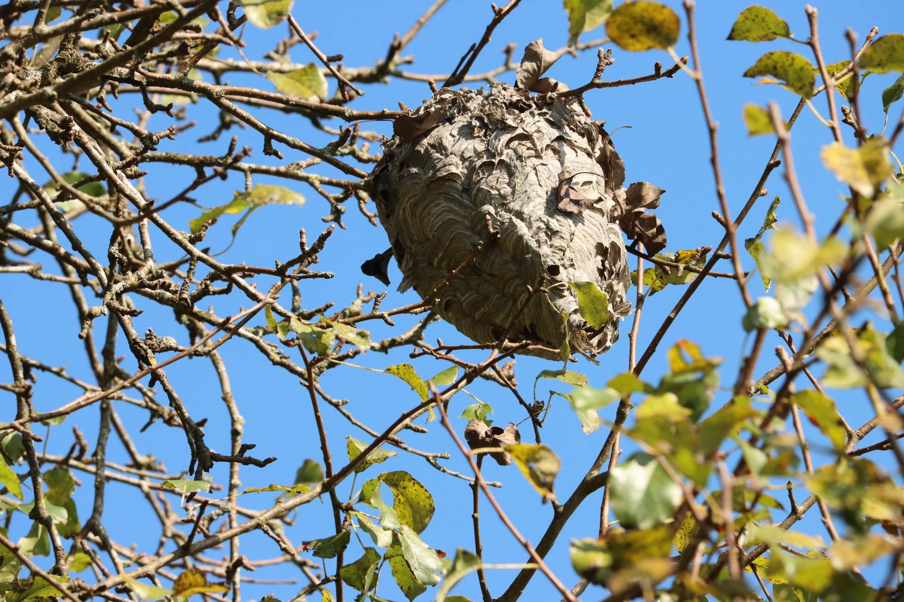 Nest der Hornisse in einem Baum Nest der Hornisse in einem Baum