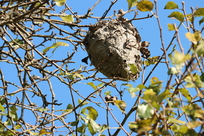 Nest der Hornisse in einem Baum Nest der Hornisse in einem Baum