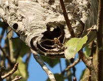 Hornisse am Nest