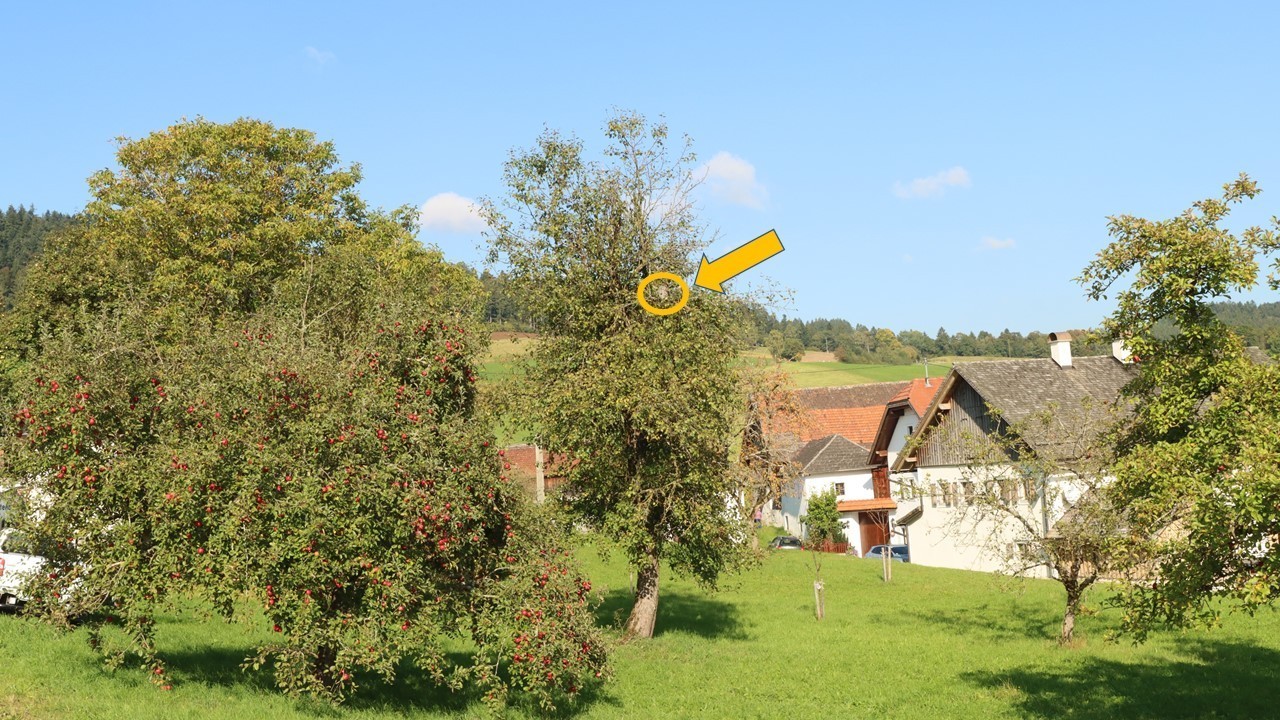 Lage des Hornissennestes im Baum Lage des Hornissennestes im Baum