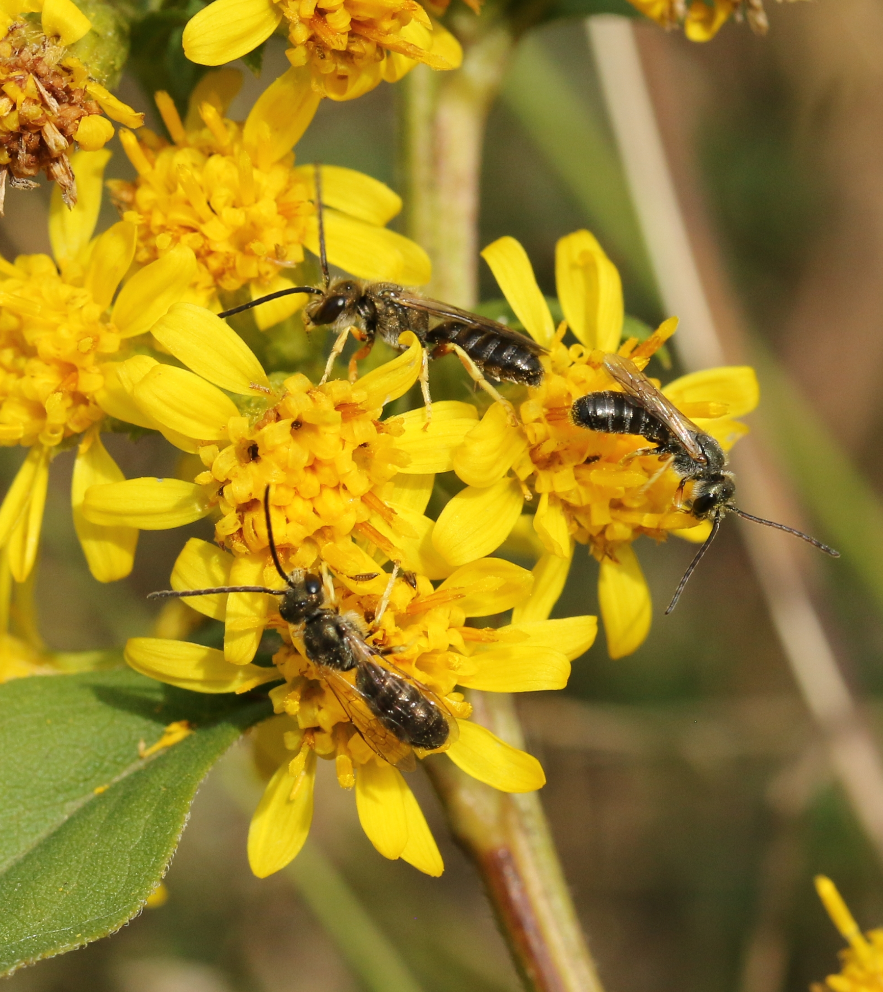 Furchenbiene auf Gewöhnlicher Goldrute