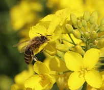 Biene sammelt Nektar auf Raps