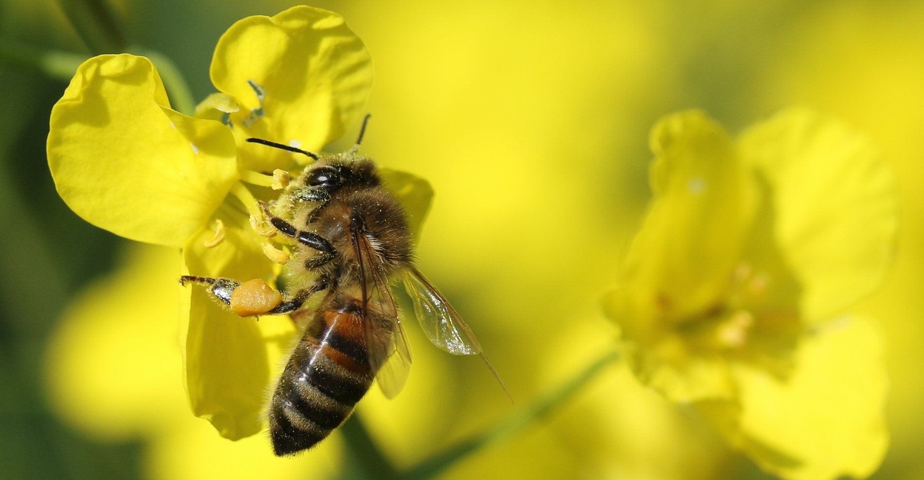 Biene besucht Rapsblüte Biene besucht Rapsblüte