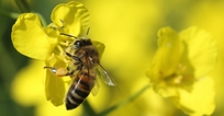 Biene besucht Rapsblüte