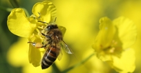 Biene besucht Rapsblüte Biene besucht Rapsblüte