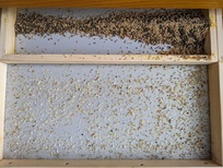 Klare Trennung von Pollen und Verunreinigung in der Hochland-Pollenfalle Klare Trennung von Pollen und Verunreinigung in der Hochland-Pollenfalle