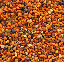 Blütenpollen - prächtiger als der Regenbogen Blütenpollen - prächtiger als der Regenbogen