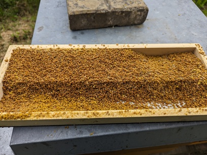 Frisch gesammelter Pollen Frisch gesammelter Pollen