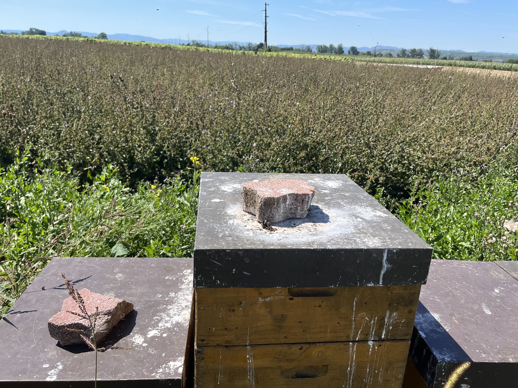 Kot von Bienenfressern auf Bienenkästen im Weinviertel. Kot von Bienenfressern auf Bienenkästen im Weinviertel.