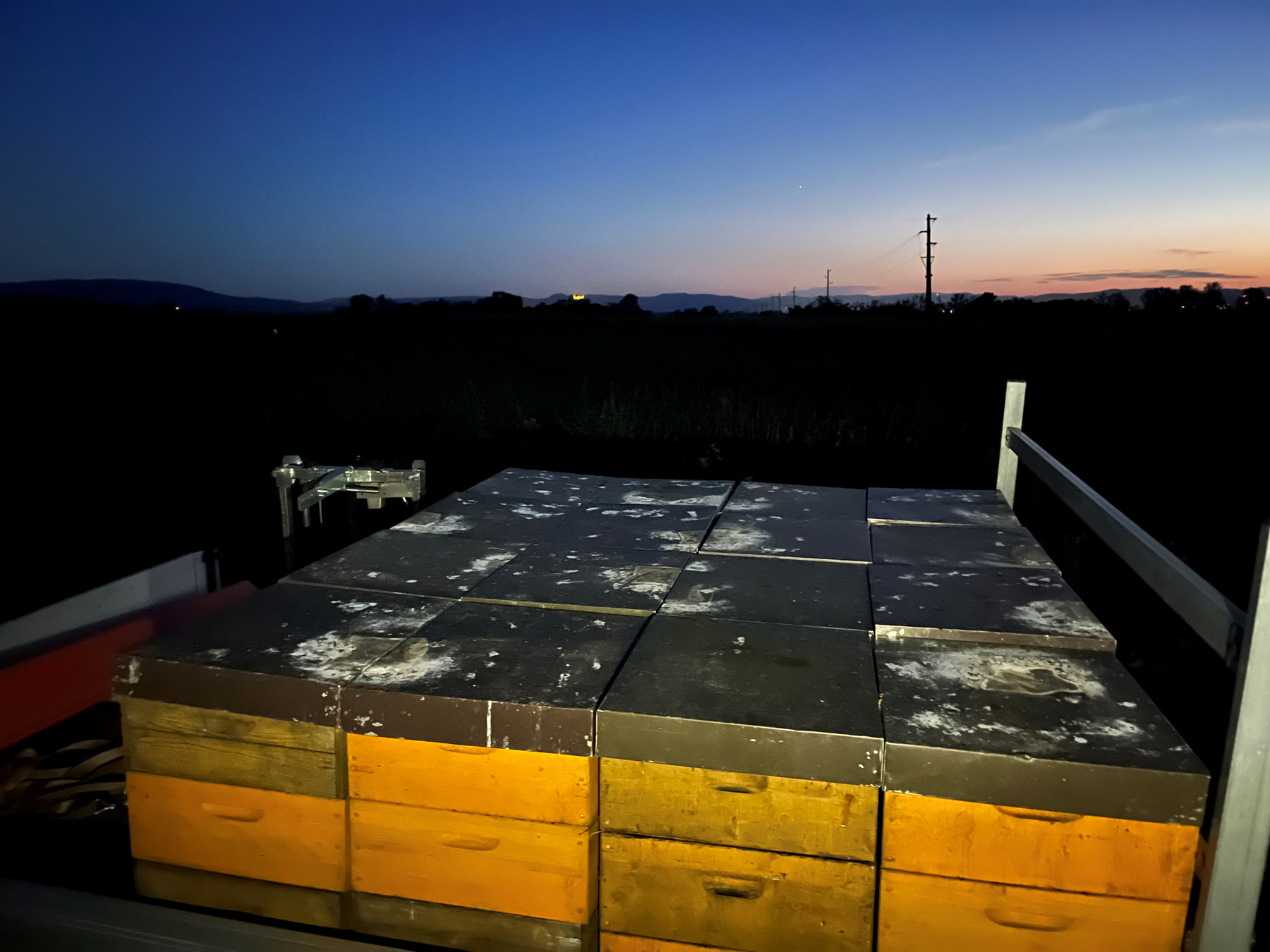 Bienenfresser Kot bei Nacht Bienenfresser Kot bei Nacht