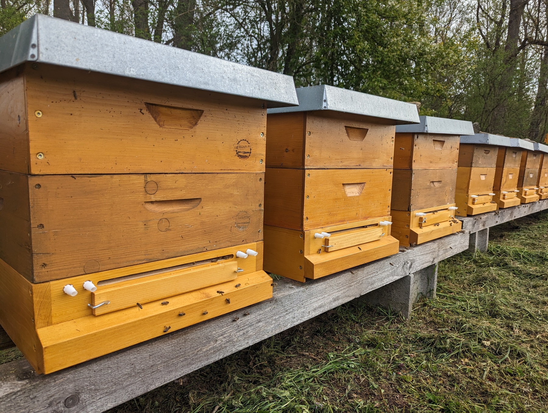 Bienenvolk mit Hochland-Pollenfalle