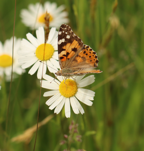 Distelfalter auf Margerite © Peter Frühwirth