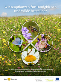 Broschüre Wiesenpflanzen für Honigbienen und wilde Bestäuber