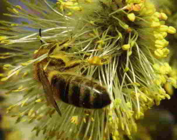 Biene auf Palmweide.jpg © C. Boigenzahn Biene auf Palmweide.jpg © C. Boigenzahn