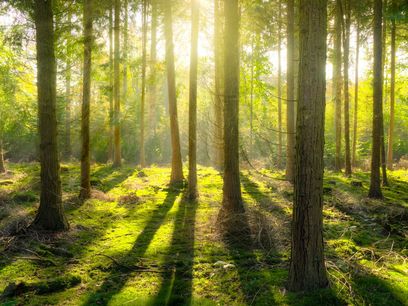 © skitterphoto auf pexels / Wald