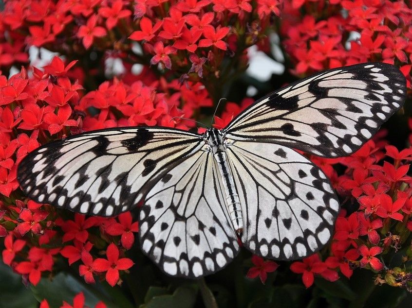 schmetterling.jpg.jpg