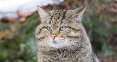 wildkatze.jpg.jpg