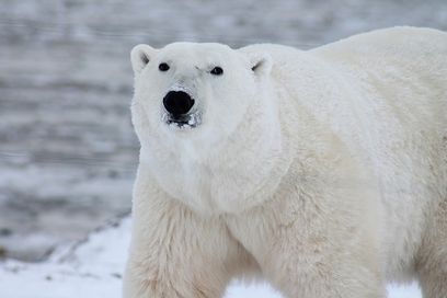 eisbär.jpg.jpg