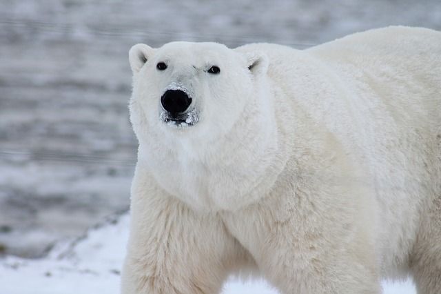 eisbär.jpg.jpg