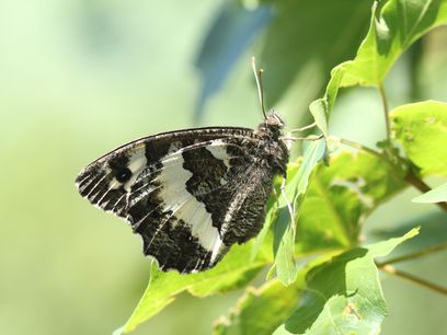 © Helmut Höttinger/ Weiße Waldportier (Brintesia circe)