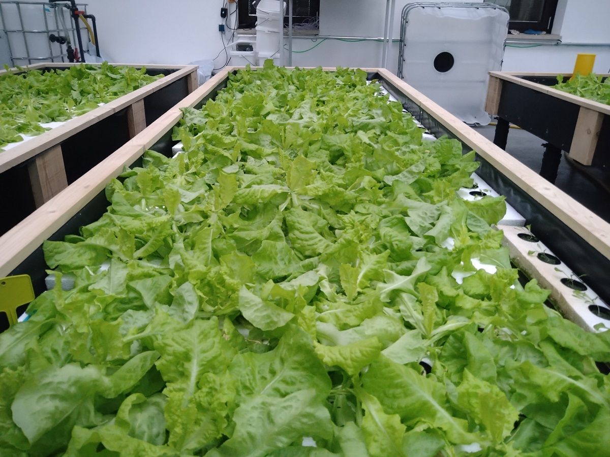 © Fraunhofer EMB/  Das gereinigte nährstoffreiche Abwasser der Kläranlage wird in EVOBIO für den hydroponischen Anbau von Salat genutzt.