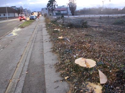 © GH / Keine Bäume mehr entlang der Straße
