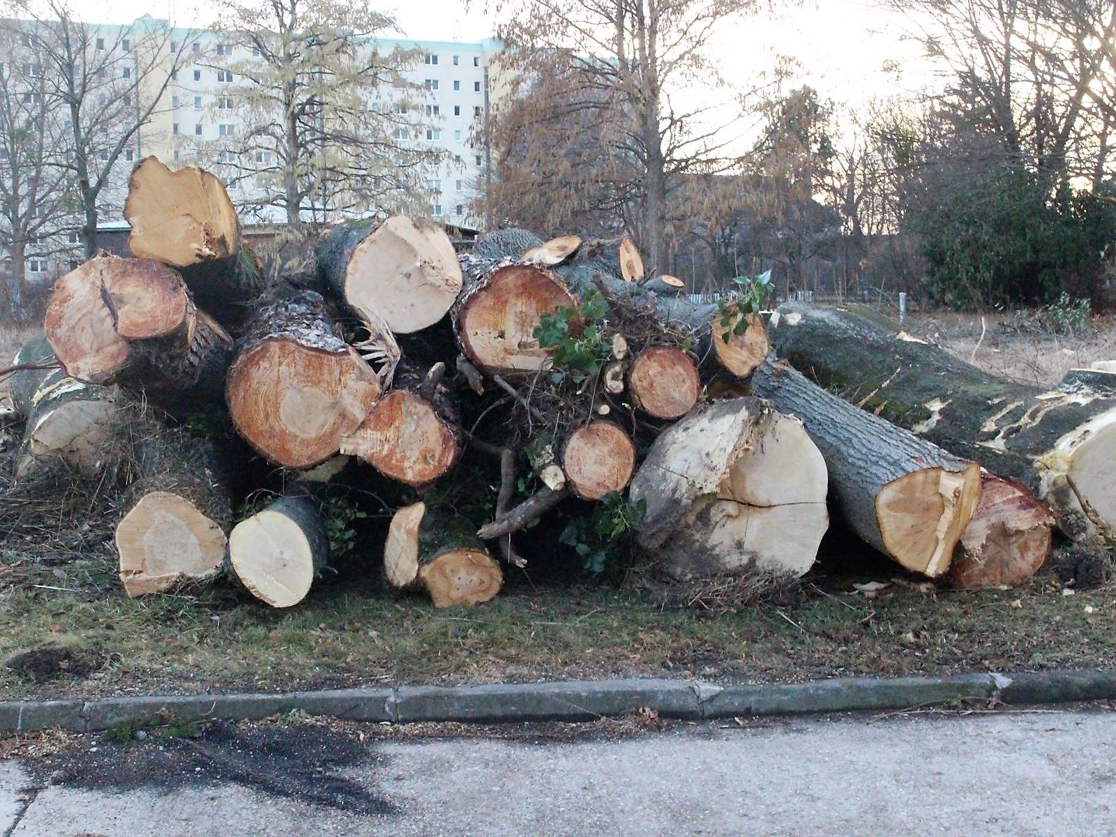 © GH / Gerodete Bäume
