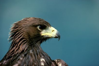 ©  G. Zimmert/ 4nature/ WWF– Steinadler