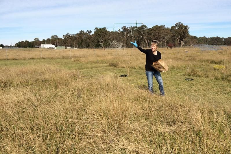 © Raul Ochoa Hueso/ Eine Wissenschaftlerin bringt Nährstoffe auf einer Versuchsfläche des Nutrient Network in Australien (Yarramundi) aus, um die Auswirkungen auf die biologische Vielfalt zu testen.