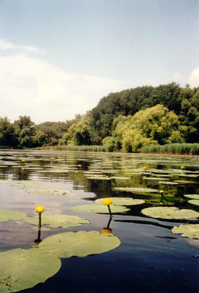 ja © Photo: Rettet–die–Lobau, Hertenberger
