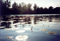 Lobau Autobahn 3.jpg