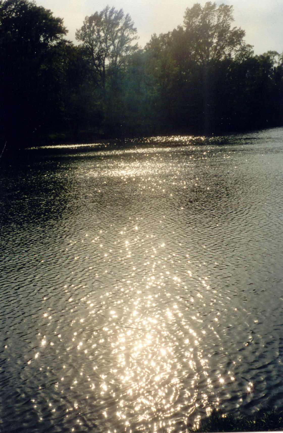 ja © Photo: Rettet–die–Lobau, Hertenberger