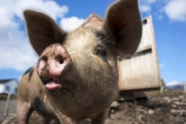 schwein.jpg.jpg