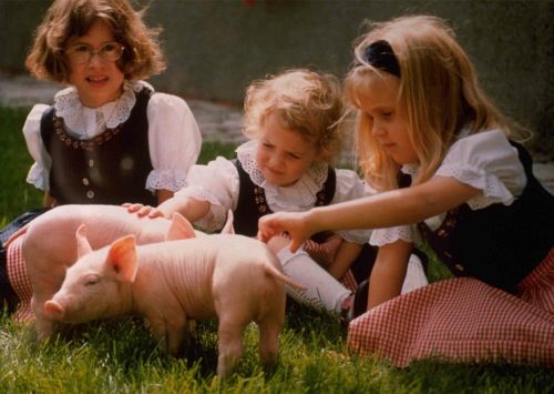 © AMA / AMA Werbefoto_Glückliche Schweinchen in der Wiese