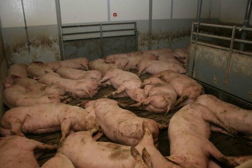 © VGT / Die Realität: AMA Gütesiegel trotz extrem enger Schweinehaltung?
