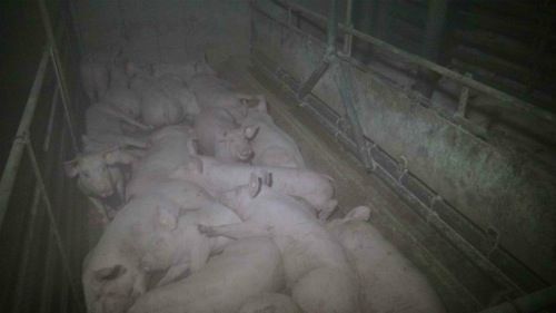 ja © VGT / Die Realität: AMA Gütesiegel trotz extrem enger Schweinehaltung?