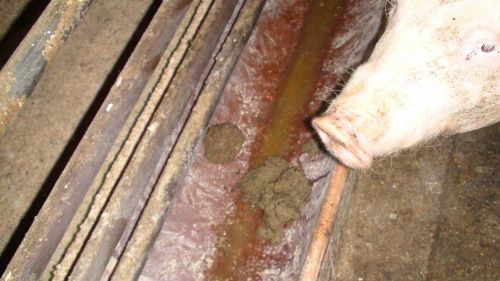 ja © VGT / Sind im Kot liegende, verschmutzte Schweine mit dem AMA Gütesiegel vereinbar?