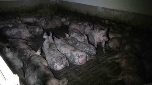 ja © VGT / Die Enge verursacht Aggressionen und Bisse: Blutige Verletzungen