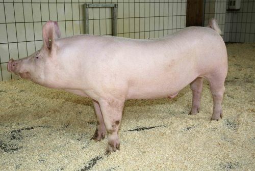 © AMA / Werbefoto AMA Marketing: Sauberes Schwein, großer Stall mit Einstreu