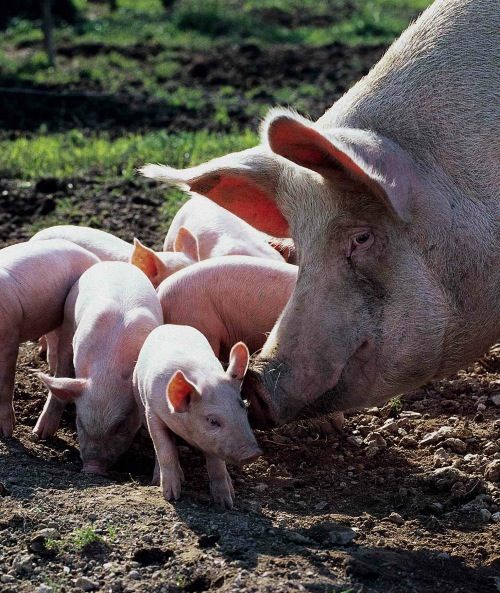 ja © AMA / Werbefoto AMA Marketing: Schweinefamilie auf der Wiese