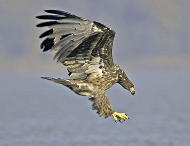 Seeadler.jpg.jpg