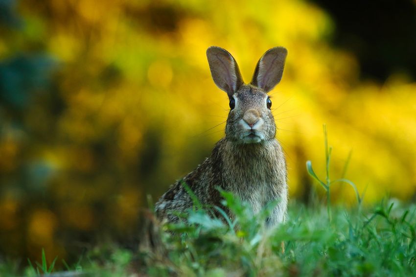 rabbit-1882699 1920.jpg.jpg