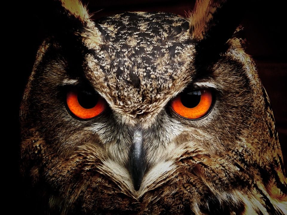 owl-50267 960 720.jpg.jpg